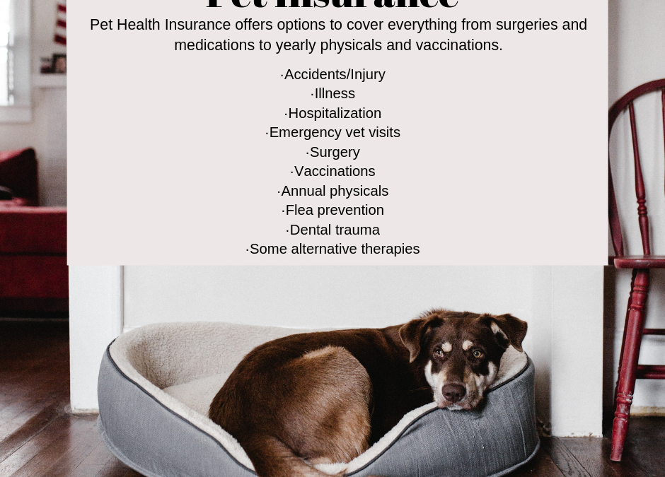 Pet Insurance